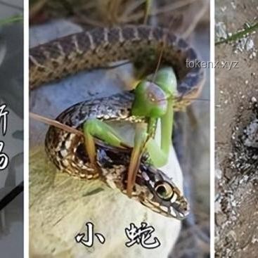《猫和老鼠》与同类动画对比：解析其风靡全球之因